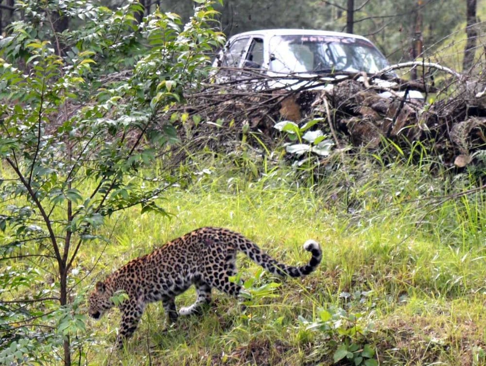 injured leopard seen on the road at pithoragarh