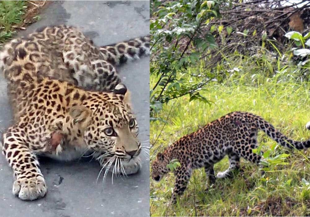 injured leopard seen on the road at pithoragarh