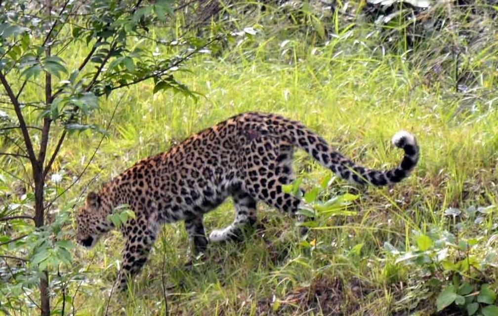 panther attack took one live in alwar
