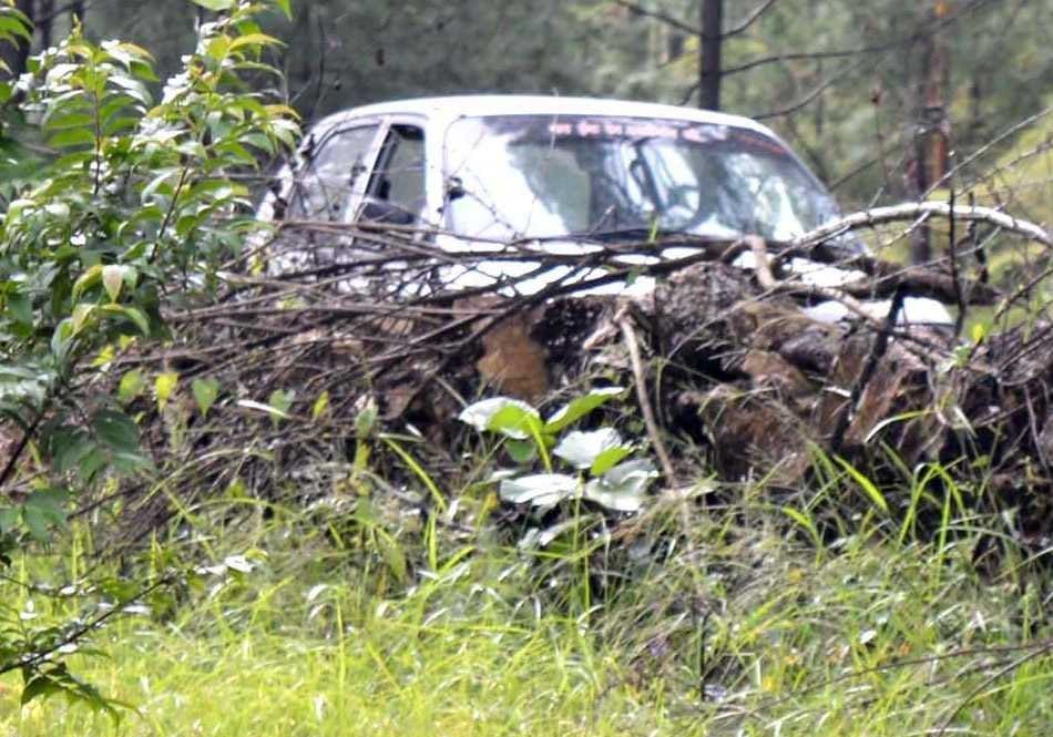 injured leopard seen on the road at pithoragarh