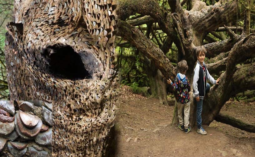 mystery of magic money tree