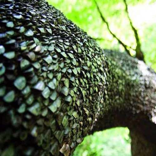 mystery of magic money tree
