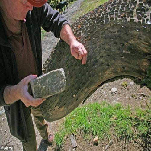 mystery of magic money tree