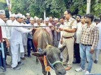 You performed by the Minister of State at the mansion stake staked, tied 3 cows, Kurukshetra