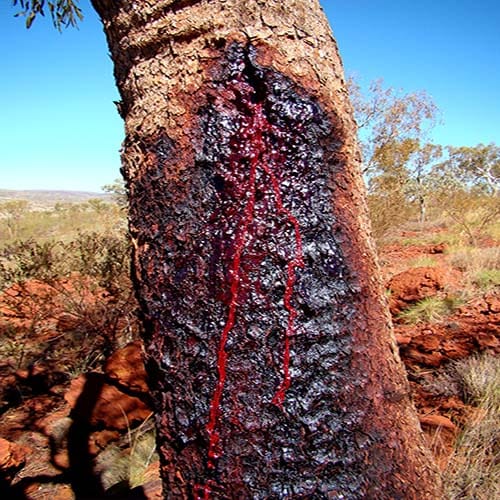 Most amazing tree of blood 