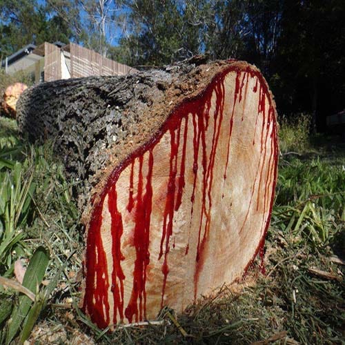 Most amazing tree of blood 