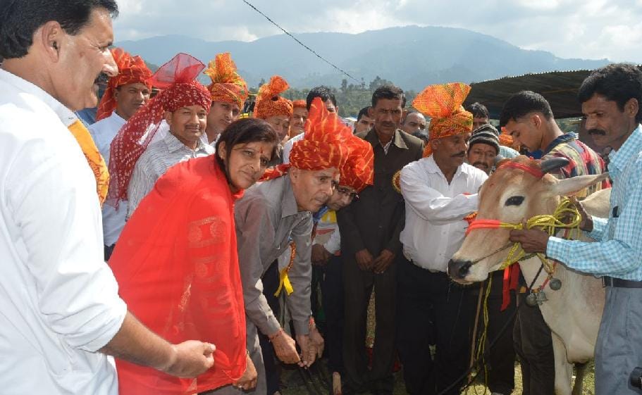 bull festival start in mandi