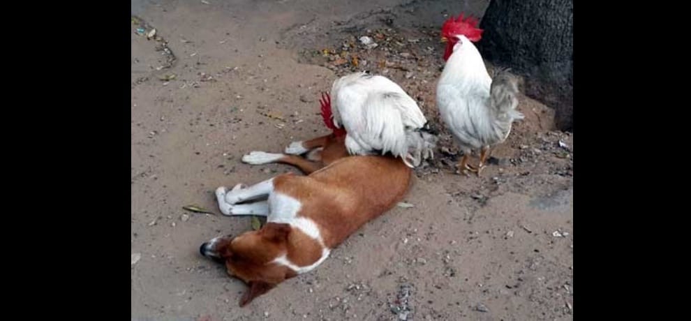 cock teasing dog