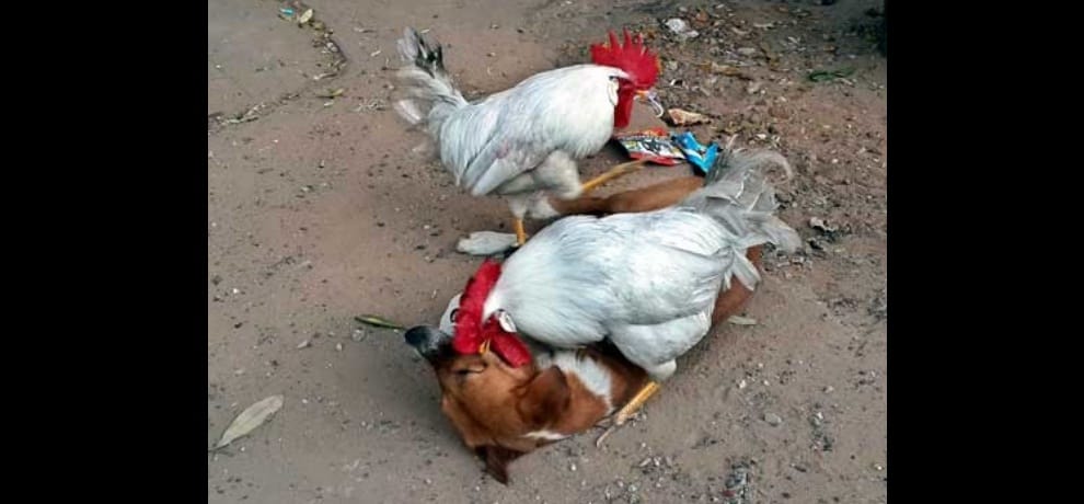cock teasing dog