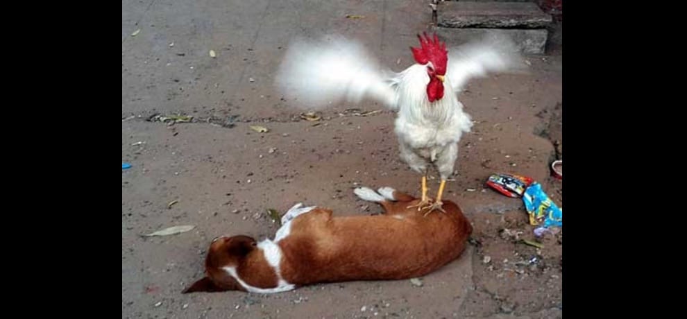 cock teasing dog
