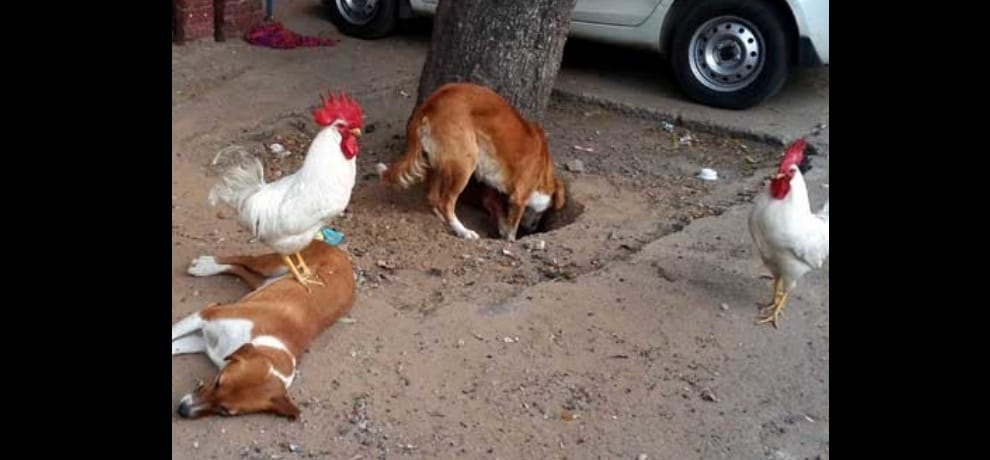 cock teasing dog