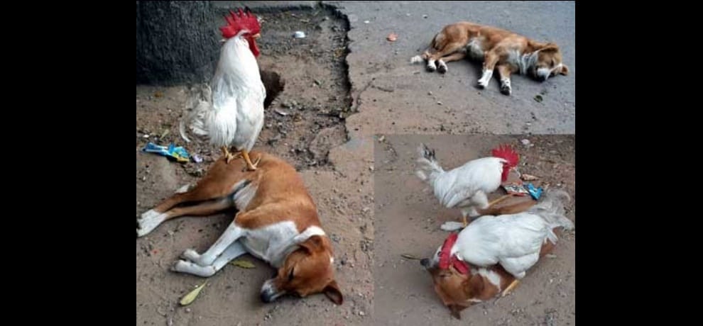 cock teasing dog