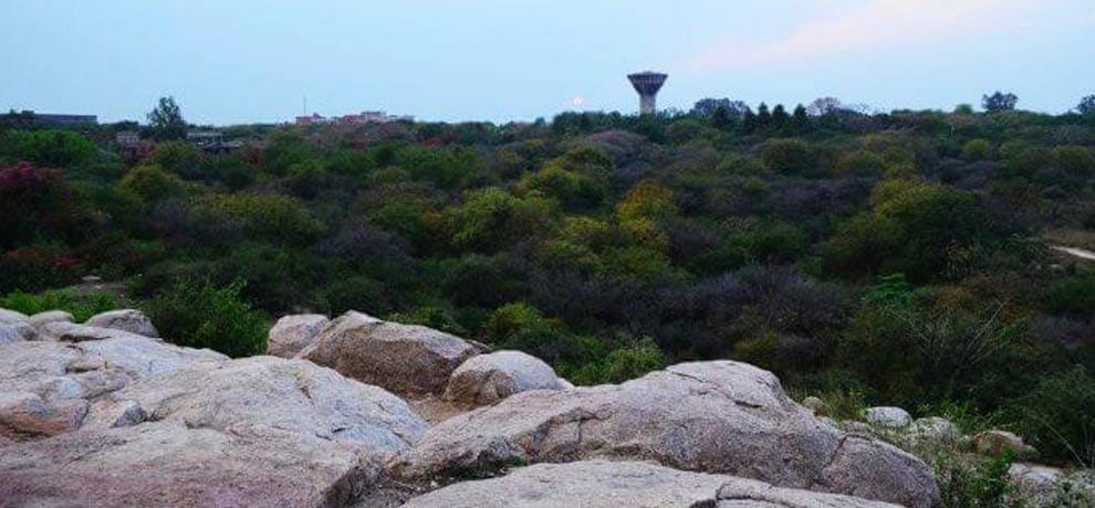 illegal construction in jnu campus ngt asked answer in two week