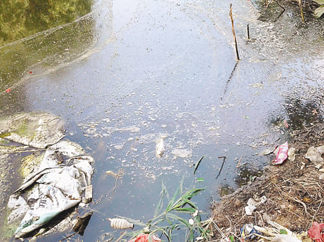 Tandem threat to fish from throwing garbage in the pond