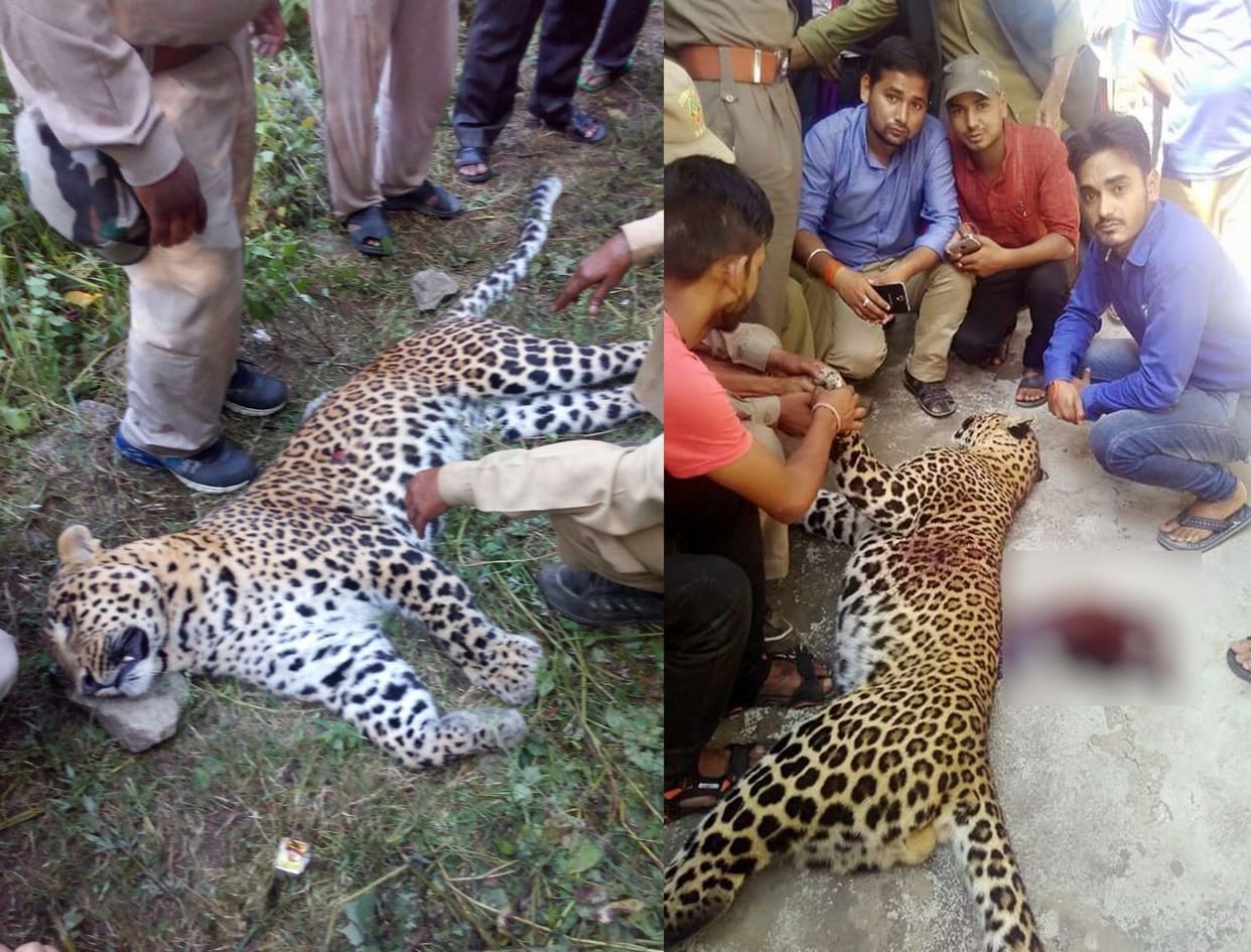 man eater leopard shot dead in tehri.