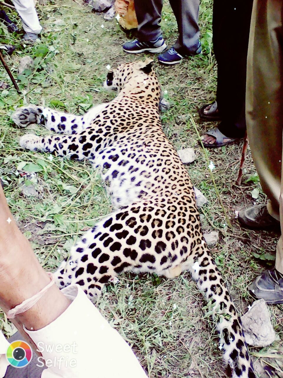 man eater leopard shot dead in tehri.