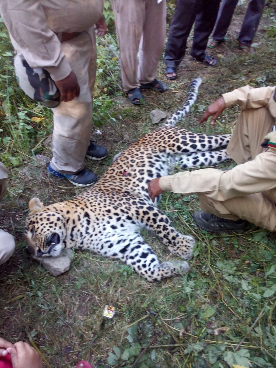 man eater leopard shot dead in tehri.