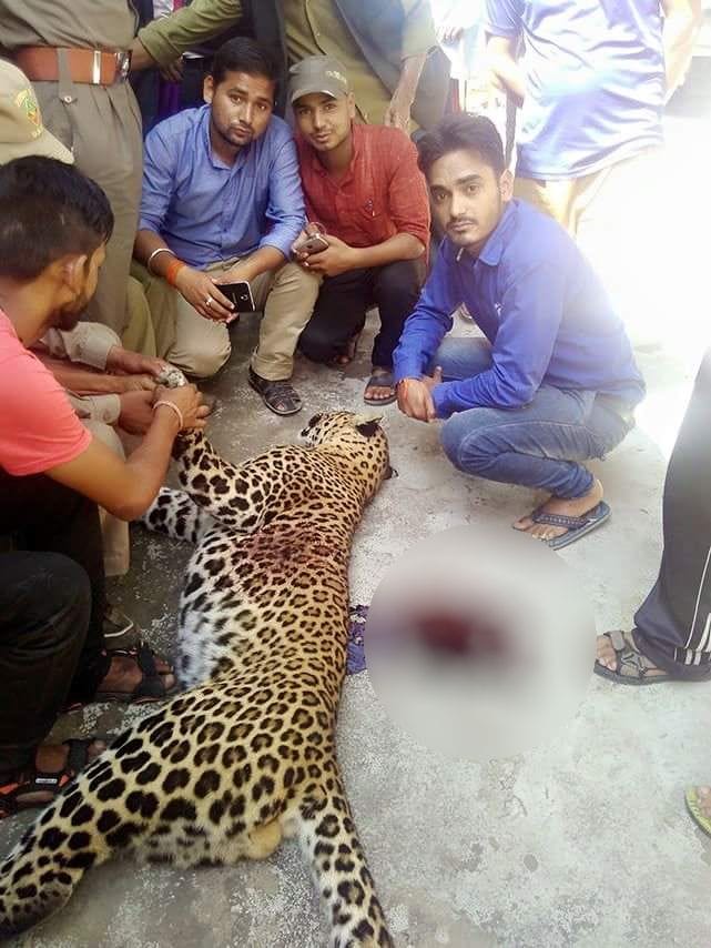man eater leopard shot dead in tehri.