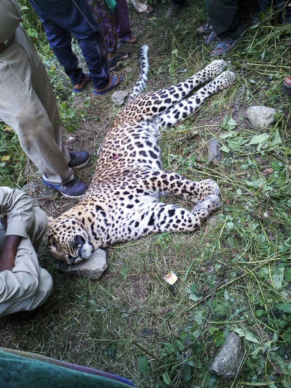 man eater leopard shot dead in tehri.