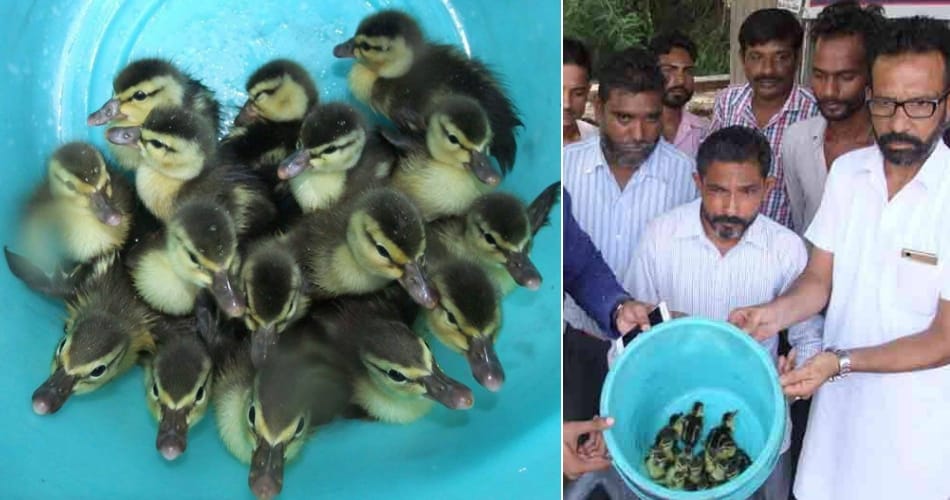 two smugglers arrested in chandigarh with australian baby ducks of millions