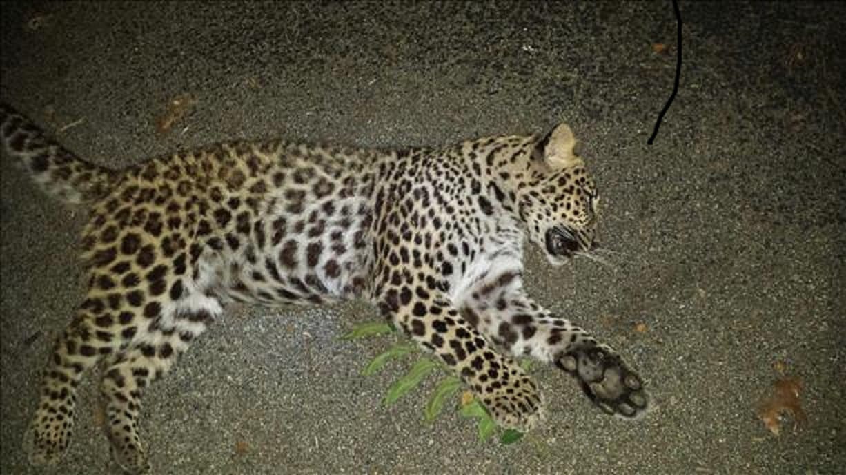 baby leopard found dead in terminal ballestic research laboratory ramgarh