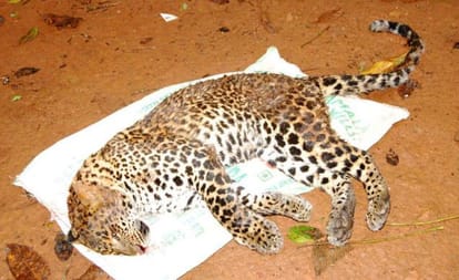baby leopard found dead in terminal ballestic research laboratory ramgarh