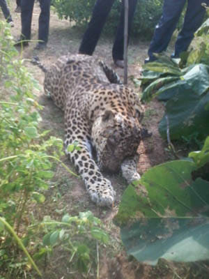 Bandrgudha found dead in Leopard