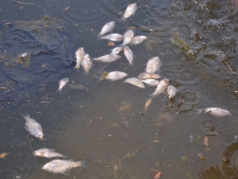 fishes are dying in yamuna