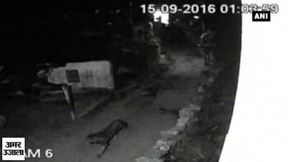 Two lionesses spotted walking on village streets