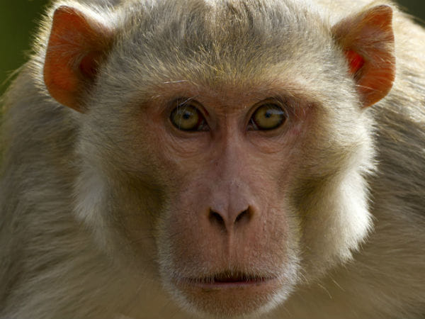 public protest against monkey terror