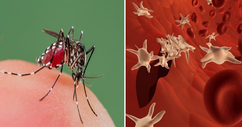 Five more dengue patients confirmed