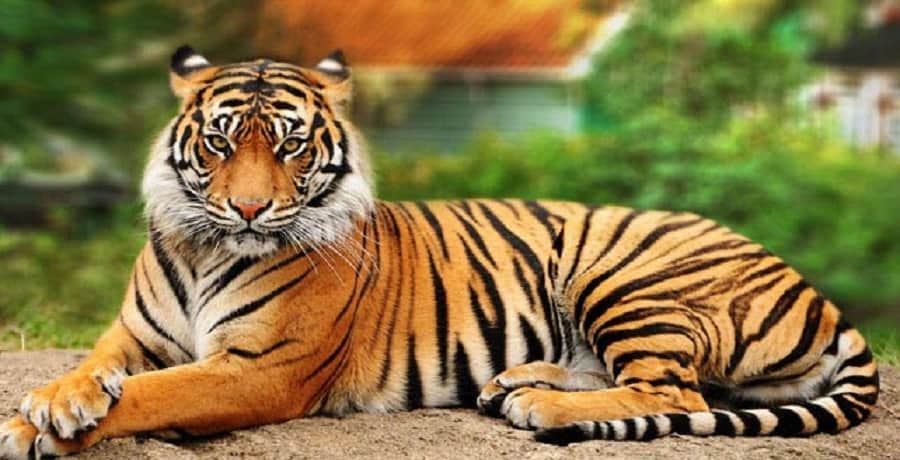 big tiger seen in uttarakhand forest
