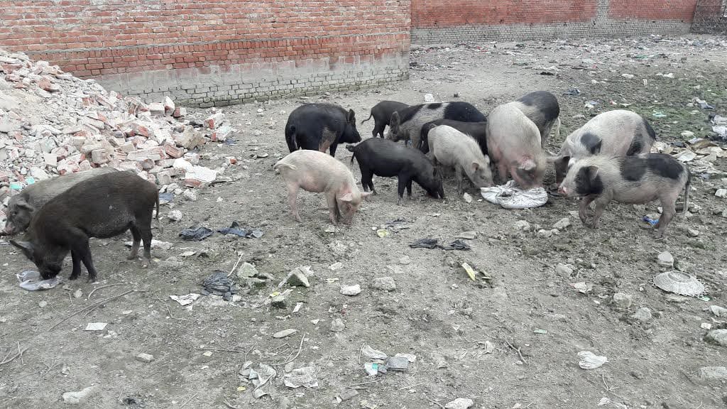 A cleaning system was displeased Joint Secretary, Ministry of Urban Development