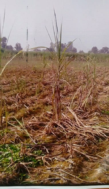 Gagi sewer bursts ravaged farmers on the brink of starvation