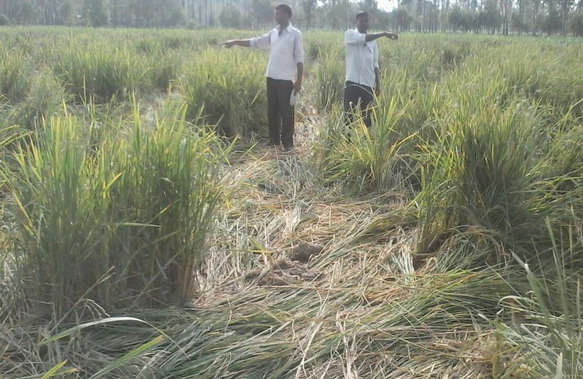 Continuing violence elephants, 25-acre crop Rundi 