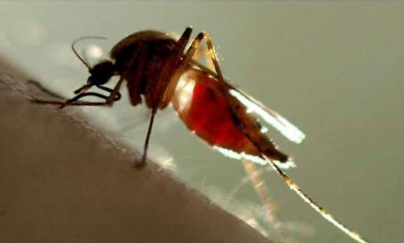 two more teen deaths from dengue in kanpur