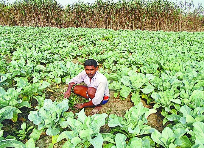 farmers disillusioned by Sugarcane 