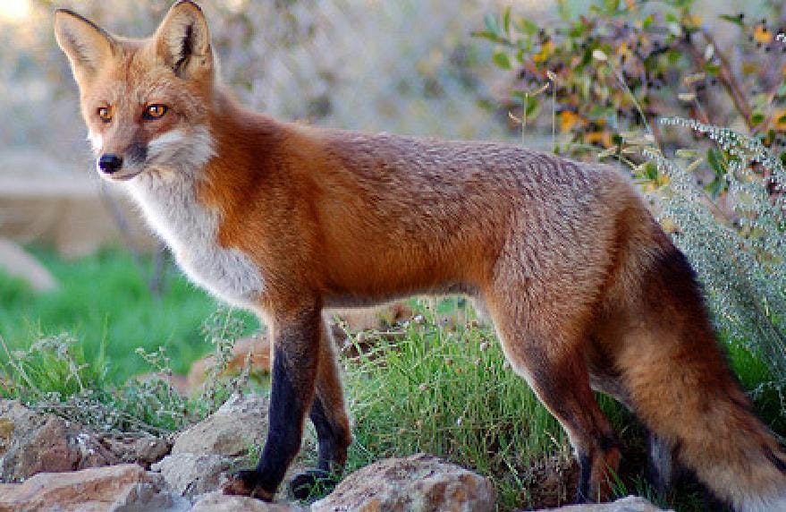 Red fox will cotrol population of pigs in the mountain