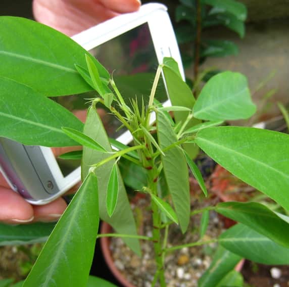 desmodium jeros dancing plant