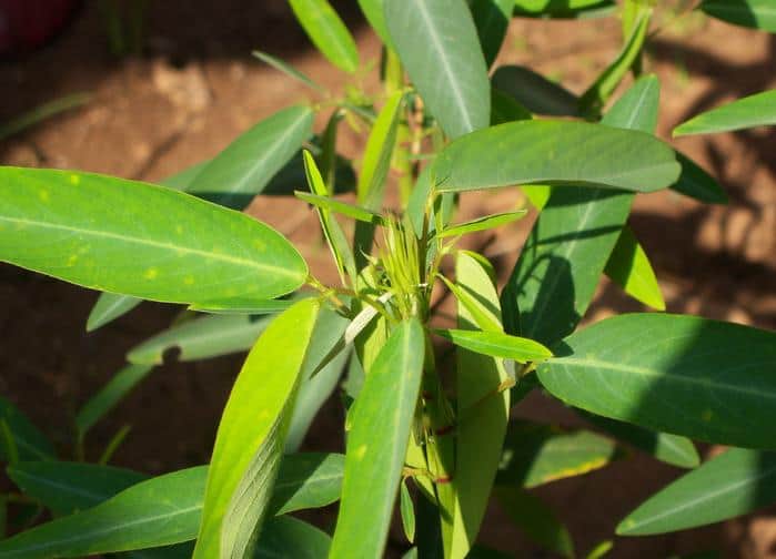 desmodium jeros dancing plant