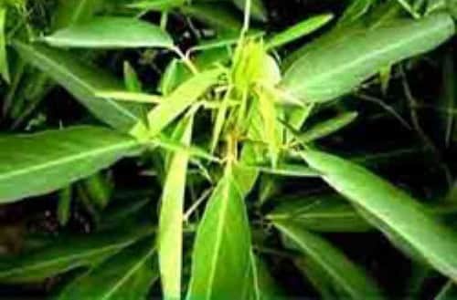 desmodium jeros dancing plant