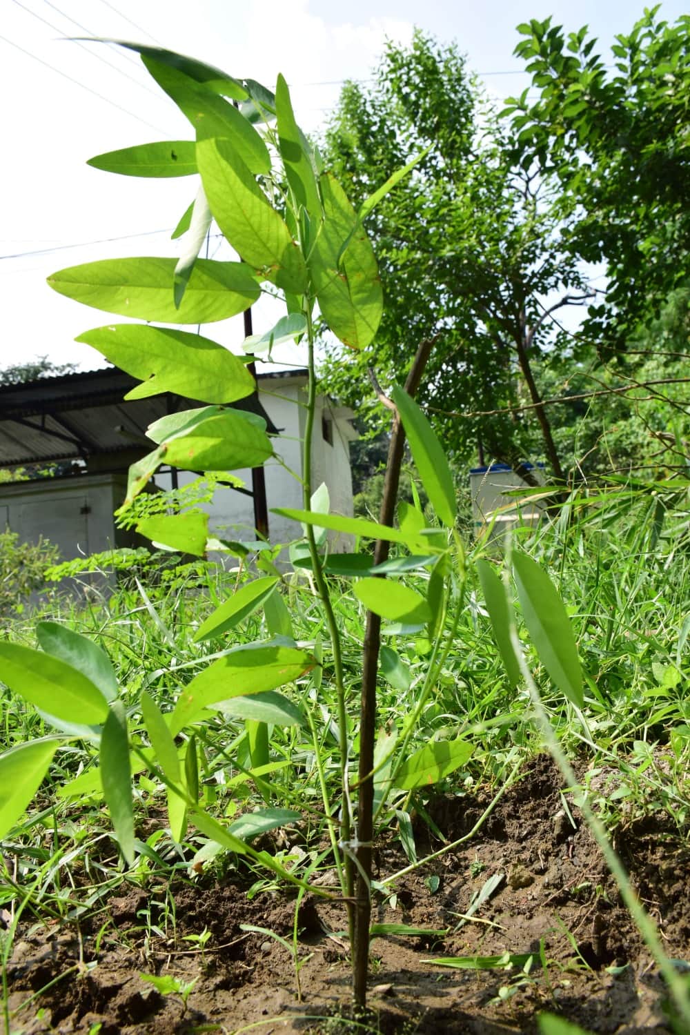 desmodium jeros dancing plant