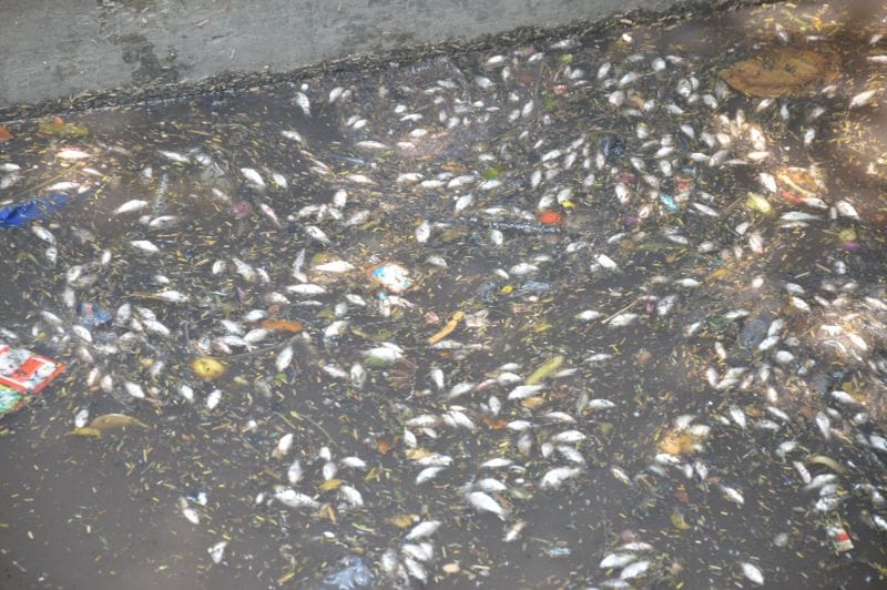 fish dead in yamuna due to pollution