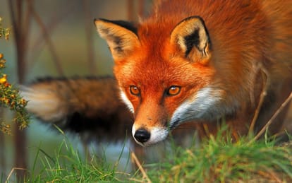 red fox will hunt wild boar in uttarakhand