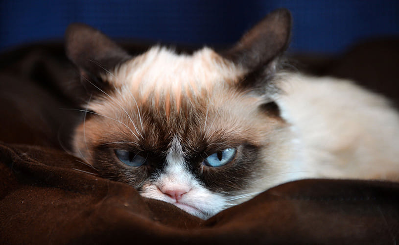 Grumpy the Richest Cats in the World