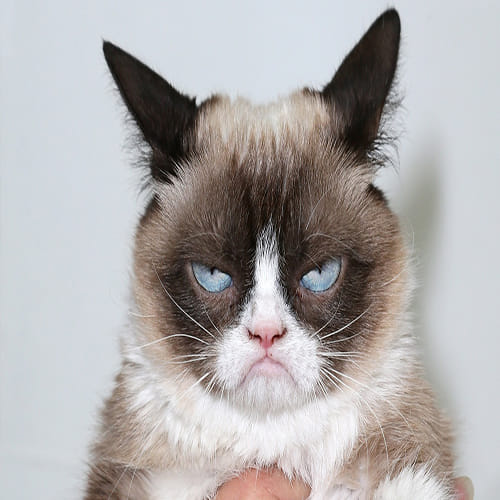 Grumpy the Richest Cats in the World