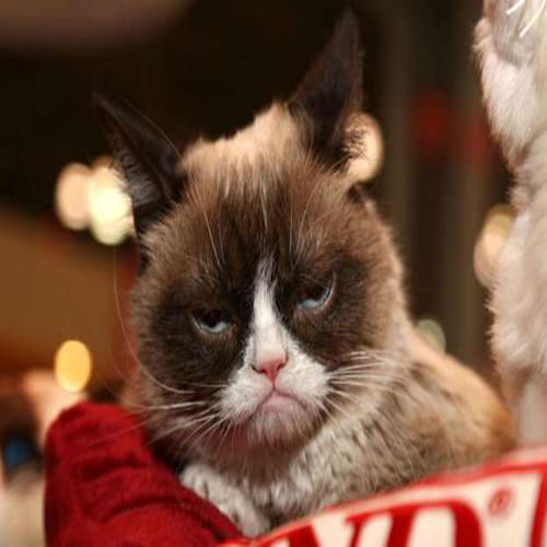 Grumpy the Richest Cats in the World