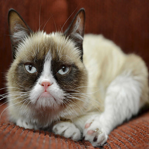 Grumpy the Richest Cats in the World