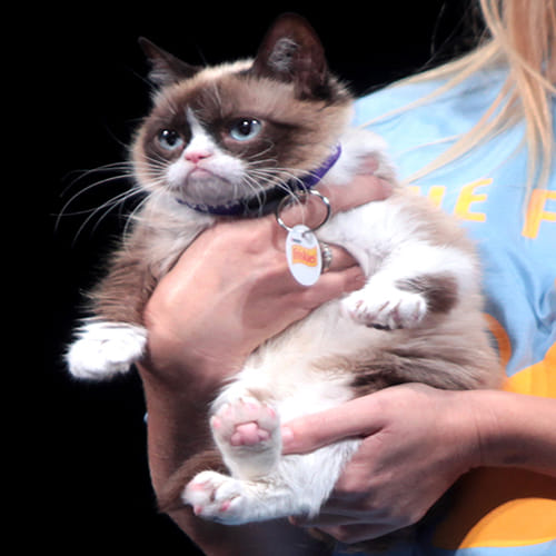 Grumpy the Richest Cats in the World
