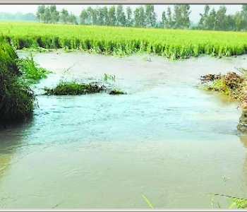 Biluli Minor again cut, 800 acre crops submerged